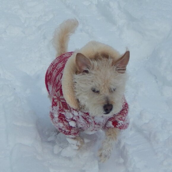 Dog Jacket and Sweater 🐕 - Picture 7 of 7